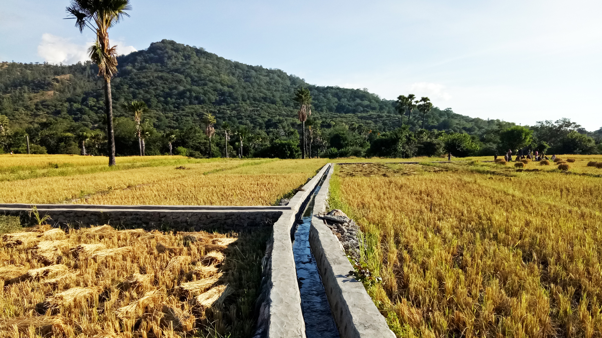 A sturdy concrete irrigation channel with water inside can be seen in the middle of a golden crop that has been recently harvested. It leads away towards a small hill in the distance as well as to the left. A group of people are harvesting the crop in the background.